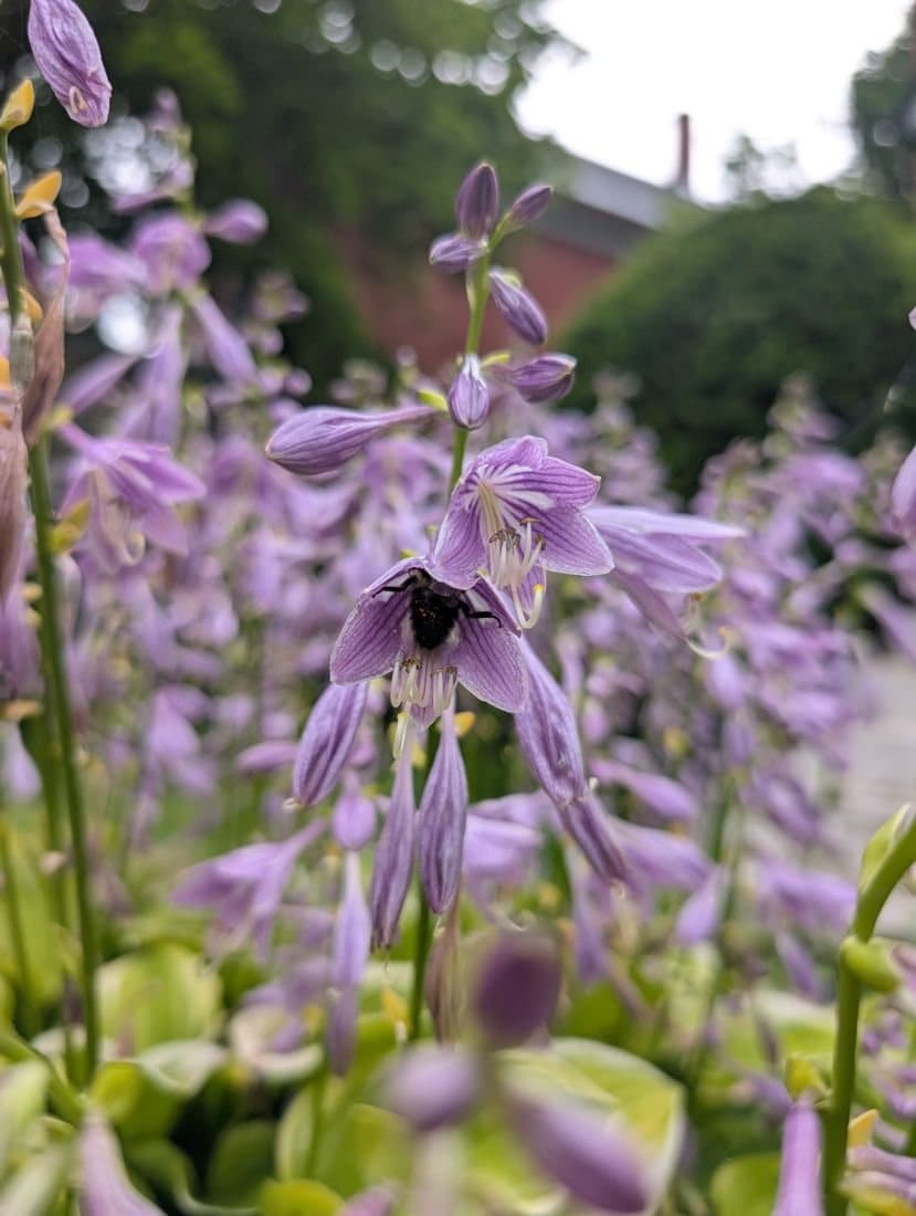 Bourdon butinant une fleur d'hosta